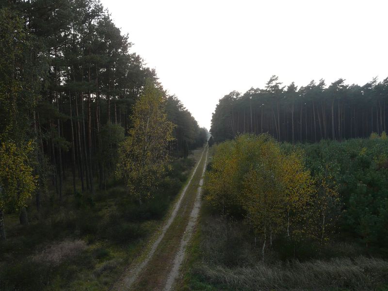 lasy-244.jpg