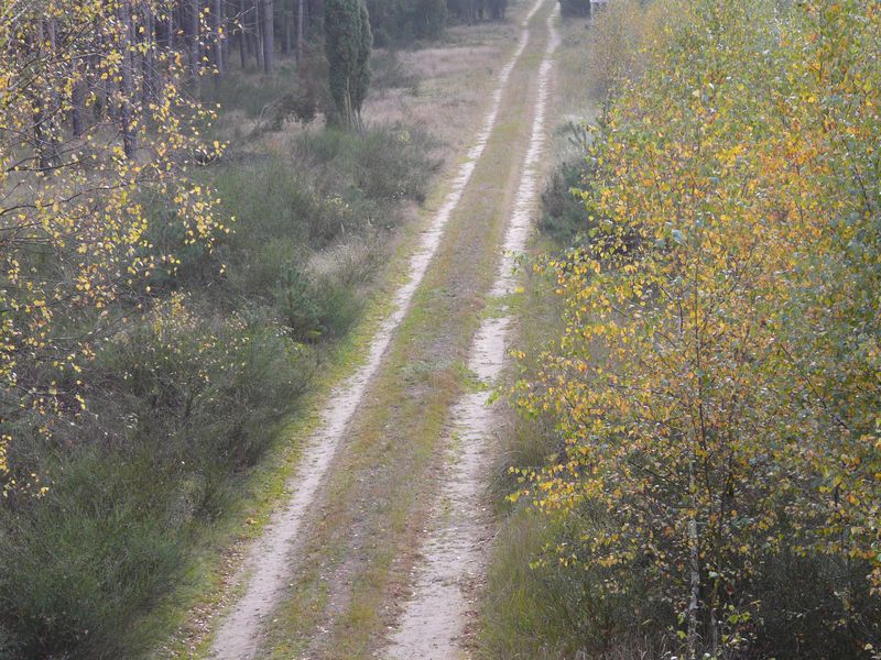 lasy-246.jpg
