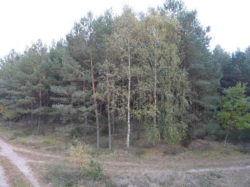 lasy-247.jpg