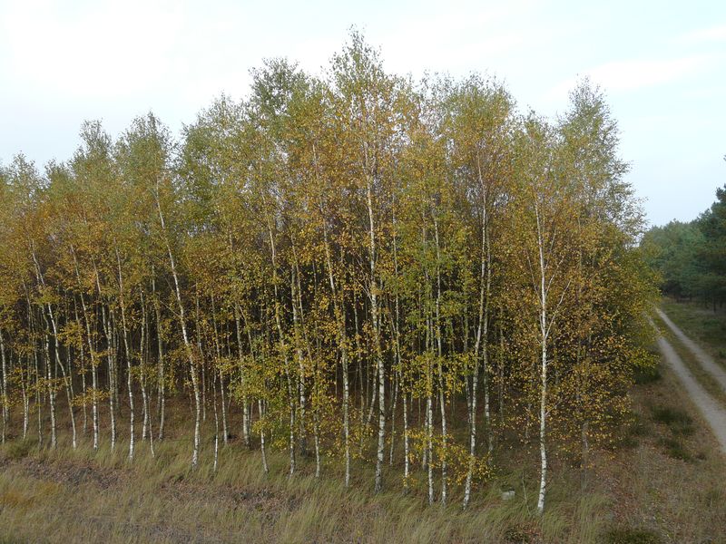 lasy-248.jpg