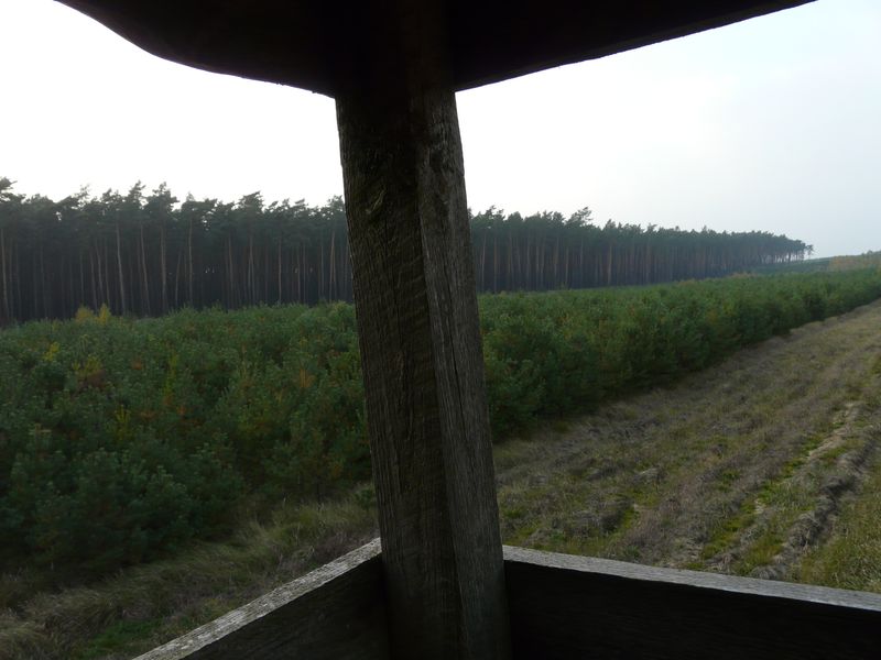 lasy-250.jpg