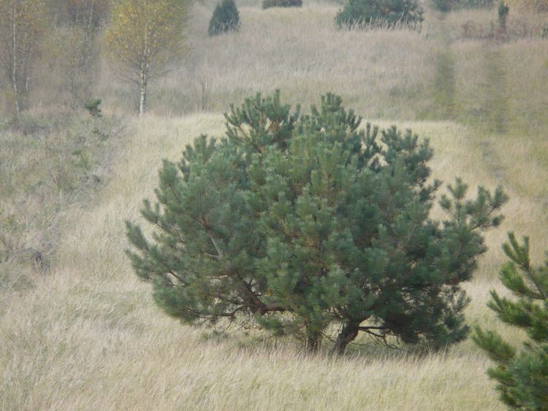 lasy-253.jpg