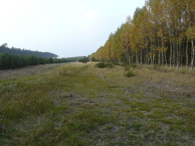 lasy-254.jpg