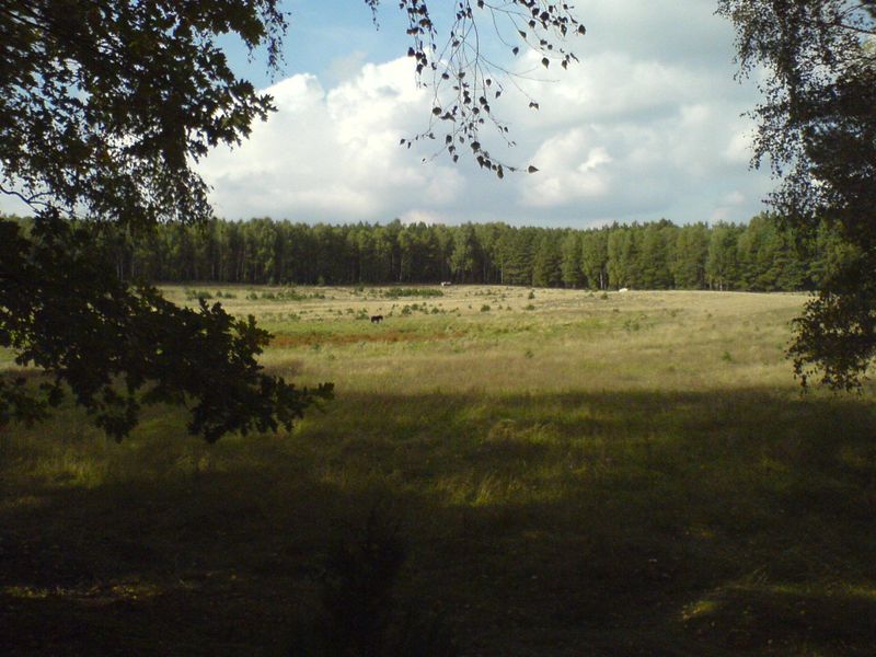 lasy-006.jpg