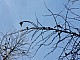lasy-085.jpg