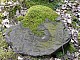 lasy-147.jpg