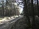 lasy-185.jpg