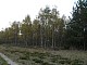 lasy-197.jpg