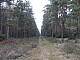lasy-208.jpg