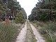 lasy-216.jpg
