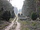 lasy-218.jpg