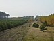 lasy-226.jpg