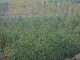 lasy-228.jpg