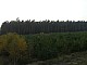 lasy-238.jpg