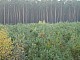 lasy-239.jpg