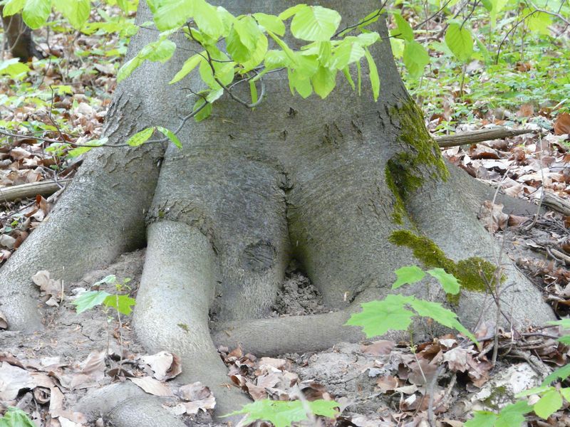 Goraj-037.jpg