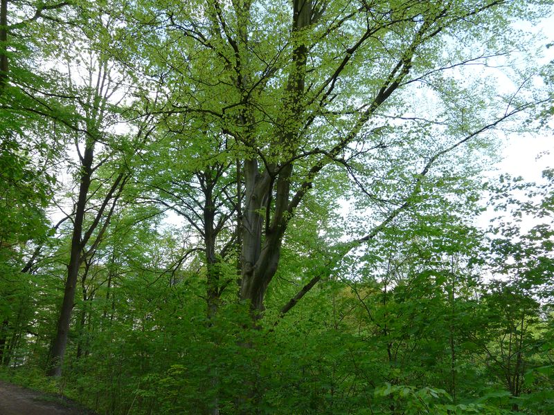 Goraj-038.jpg