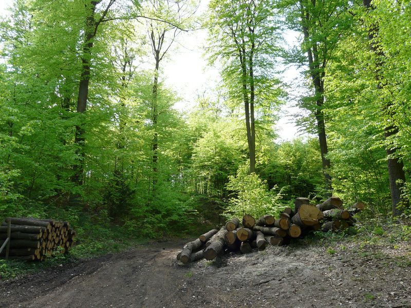 Goraj-039.jpg
