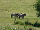 Kadzidlowo-059.jpg