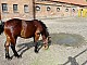 Kobylniki-041.jpg