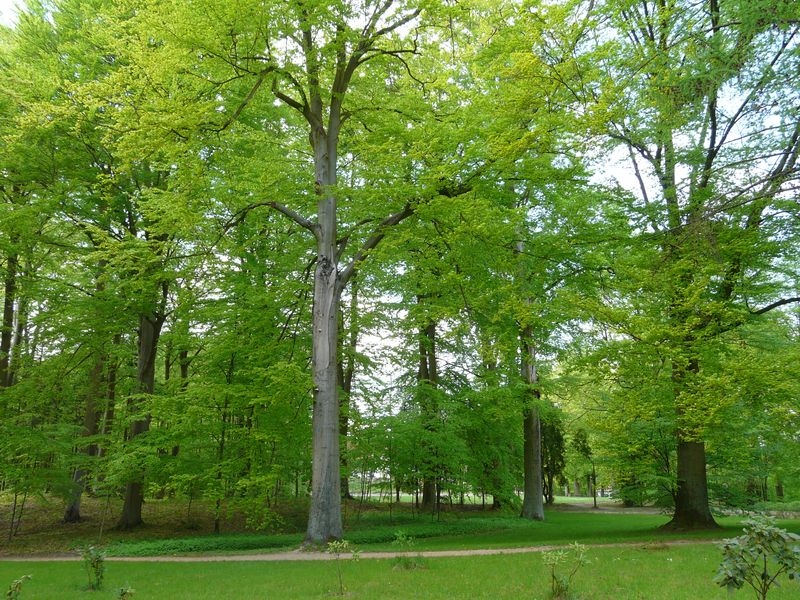 Strzelce-022.jpg