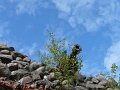 StareDrawsko-Drahim-006