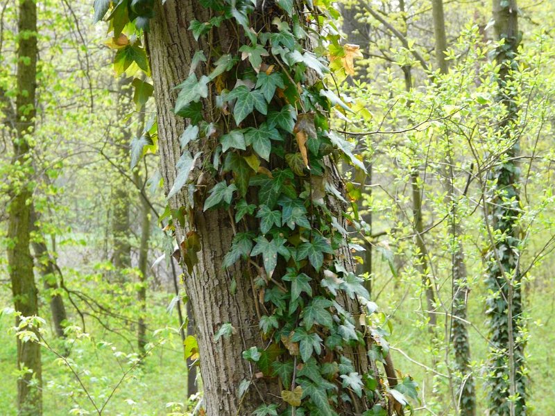 Ostromecko-040.jpg