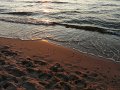 Sianozety-034