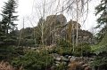 Lichen-028