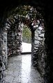 Lichen-037