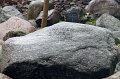 Lichen-048